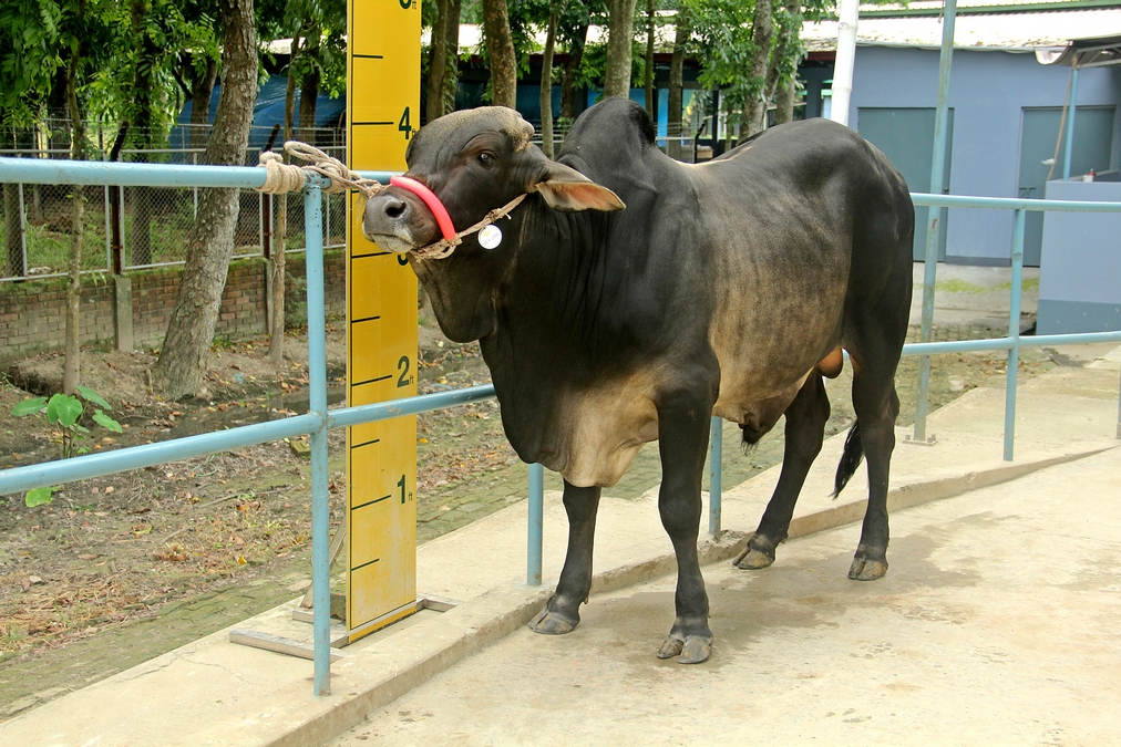 Male - Bull (ষাঁড়)